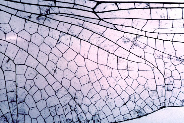 Private Capital operational resilience (DORA mindset)